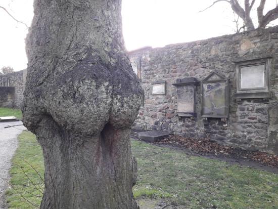 The Bum Tree, Greyfriars Cemetery